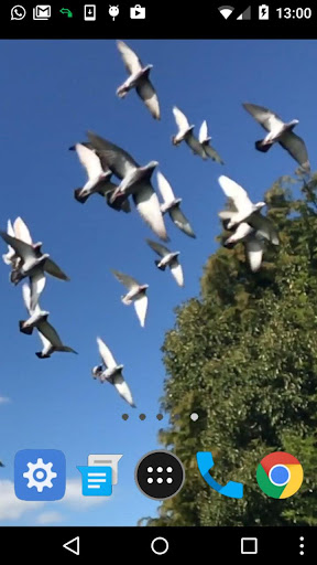 white pigeon wallpaper Screen 2