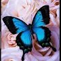 Aesthetic Butterfly Wallpaper
