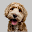 Cute Dog Wallpaper : Wallpaper Download on Windows