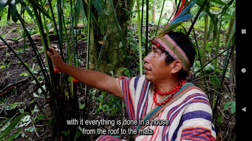 Poisons  Remedies of Amazonia