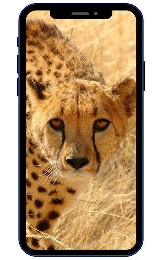Wild Animal Wallpaper 4K Screen 3