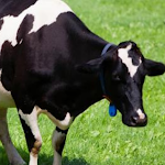 Cover Image of Download cow gestation 1.0 APK