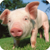 Little Pig Live Wallpaper icon