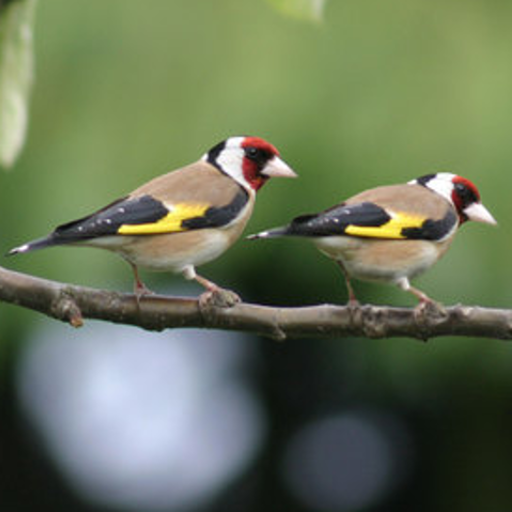 Como entrenar a tu jilguero
