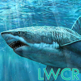 sharks live wallpapers icon
