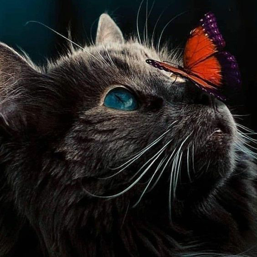 Cat Wallpapers logo