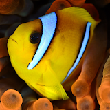 Yellow Fish Live Wallpaper icon