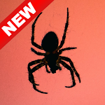 Cover Image of डाउनलोड Spider Wallpapers - Screen Background 1.0 APK