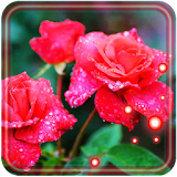 Spring Rose Best icon