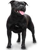 Staffordshire Bull Terrier icon