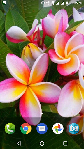 Plumeria Wallpaper