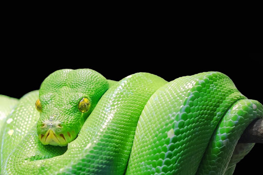 Snake games jigsaw puzzles Screen 3