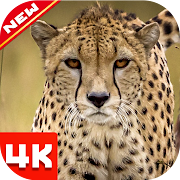 Top 20 Personalization Apps Like Cheetah Wallpapers - Best Alternatives