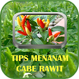 Tips Menanam Cabe Rawit icon