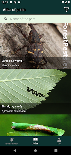 Forest pests Screen 2