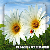 flowers wallpaper icon