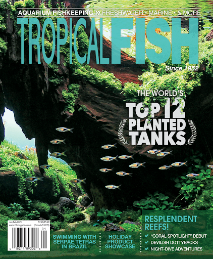 Tropical Fish Hobbyist