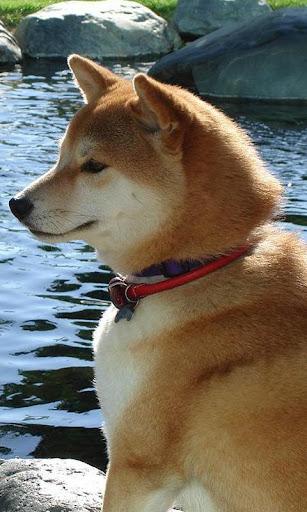 柴犬の壁紙 By Arkadiykruglov Google Play Japan Searchman App Data Information