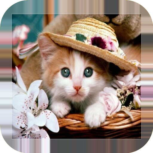 Cute kittens wallpapers logo