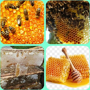 honey bee cultivation