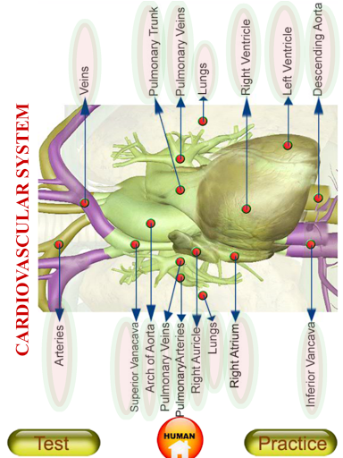 Android application ANATOMY 3D - Human, Animal, Pl screenshort