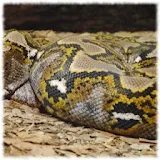 Anaconda Snakes Wallpaper Pics icon