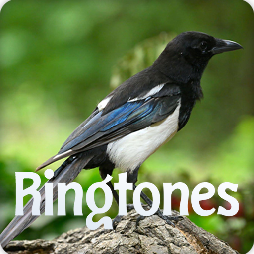 Suara Kicau Burung Kacer Juara Download on Windows