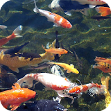 Koi Fish Pack 2 Live Wallpaper icon