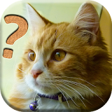 Cats Quiz - All about Cats icon