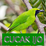 Cover Image of डाउनलोड Master Kicau Cucak Ijo  APK