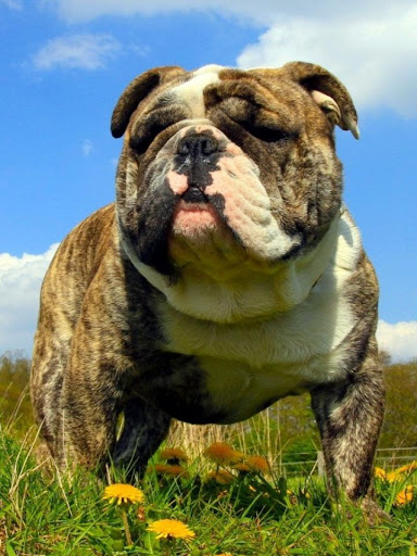 Dog puzzles - drag and swap