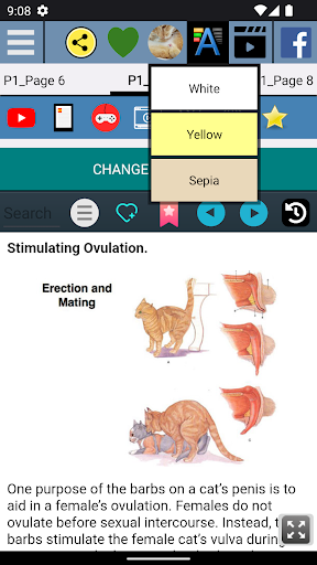 Cat penis Anatomy