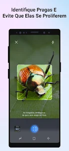 Picture Insect - Insetos ID