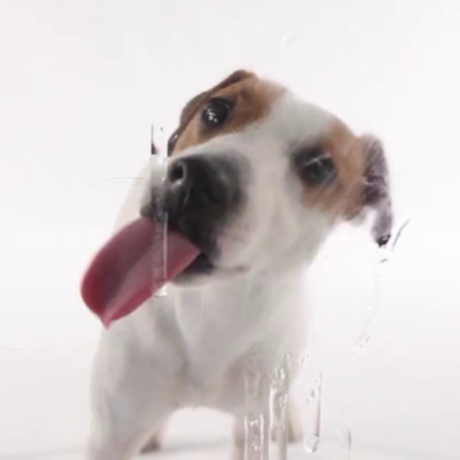 Dog Licks Screen Video Theme  Icon