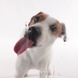 תמונת סמל Dog Licks Screen Video Theme