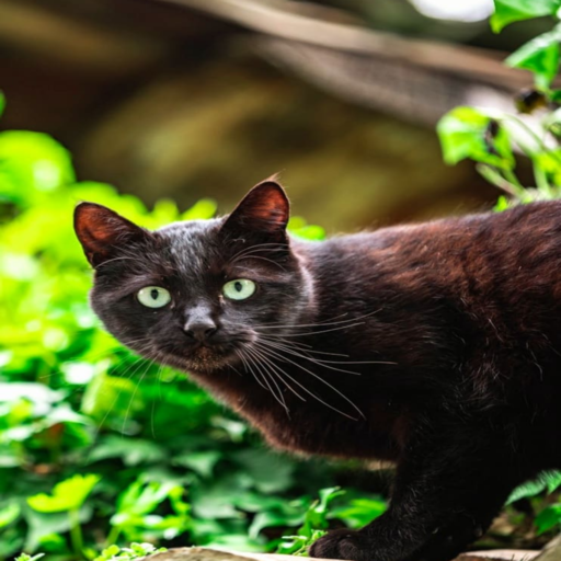 Black Cat Wallpapers HD Download on Windows