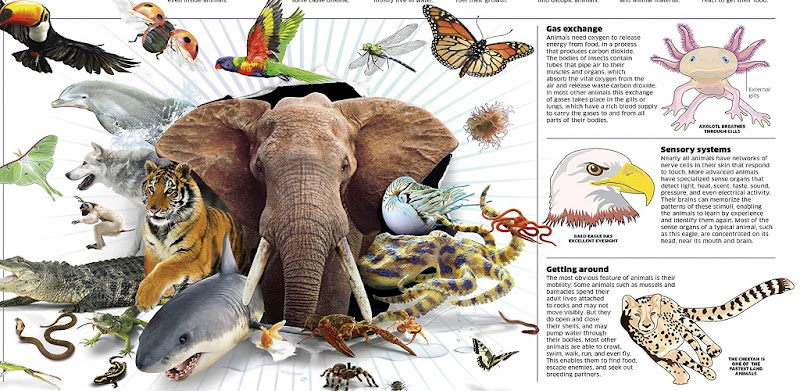 Animal Encyclopedia - Latest version for Android - Download APK