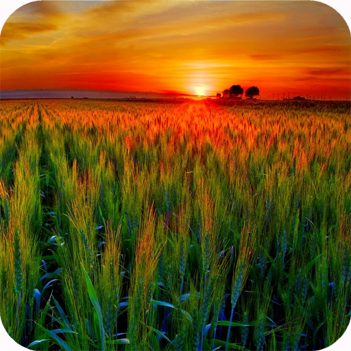 Agriculture  Wallpaper Full HD