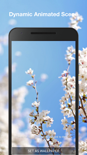 Cherry Blossom Live Wallpaper Screen 2