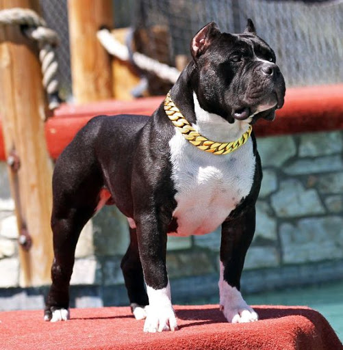 Dog Wallpapers HD 4K Screen 3