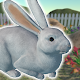 Rabbit Friends - caring games विंडोज़ पर डाउनलोड करें