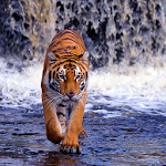 Cover Image of Download Tiger Wallpapers HD 3.2 APK