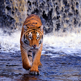 Tiger Wallpapers HD icon