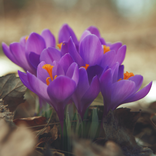 Crocus Wallpaper logo
