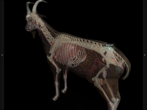 3D Caprine Anatomy screenshot 6