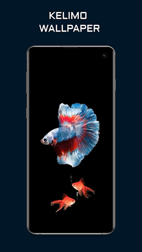 Android application Betta Fish Wallpaper screenshort