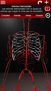 Sistema Circulatorio 3D