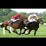 HORSE RACING TIPS MP icon