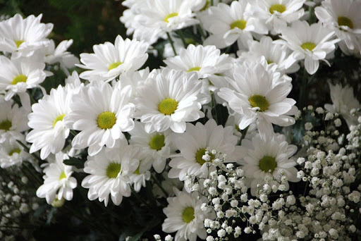 White flowers wallpapers