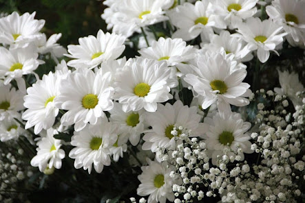 Captura 18 Flores blancas fondos de panta android
